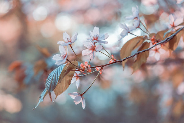 桜の画像